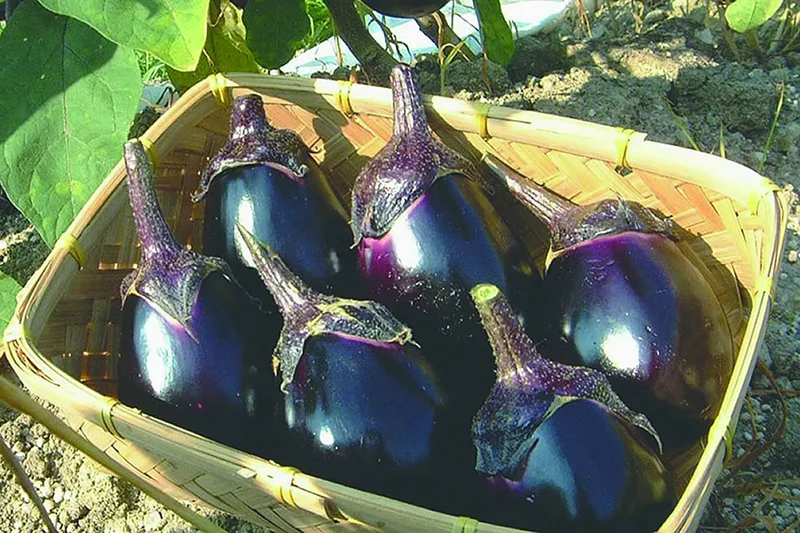 thies 1856 ® x Fukuroya Shizuku Stole vegan eggplant dyed dusky purple